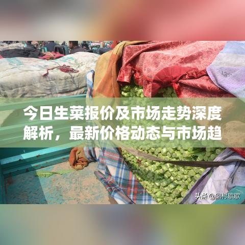 今日生菜報價及市場走勢深度解析，最新價格動態(tài)與市場趨勢一網(wǎng)打盡