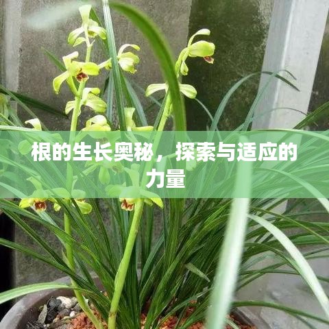 根的生長(zhǎng)奧秘，探索與適應(yīng)的力量