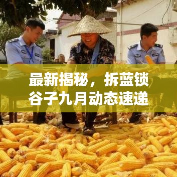 最新揭秘，拆藍鎖谷子九月動態(tài)速遞