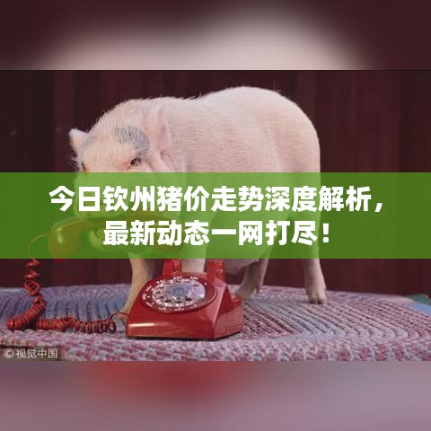 今日欽州豬價(jià)走勢(shì)深度解析，最新動(dòng)態(tài)一網(wǎng)打盡！