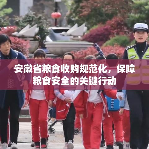 安徽省糧食收購規(guī)范化，保障糧食安全的關鍵行動