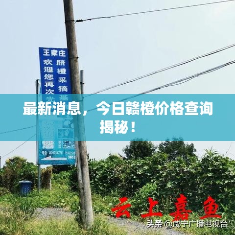 最新消息，今日贛橙價(jià)格查詢揭秘！