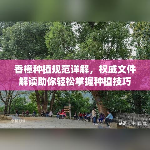 香樟種植規(guī)范詳解，權(quán)威文件解讀助你輕松掌握種植技巧