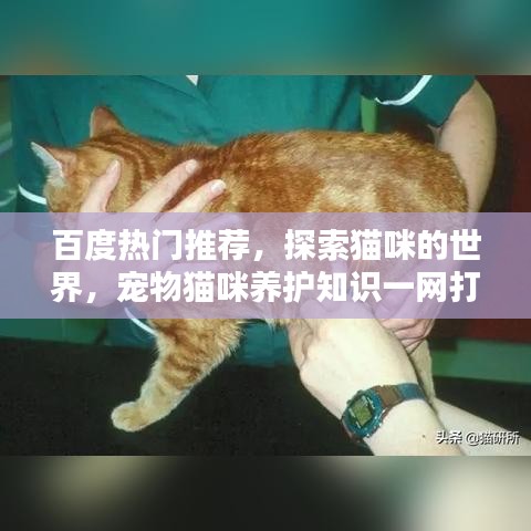 百度熱門推薦，探索貓咪的世界，寵物貓咪養(yǎng)護知識一網打盡