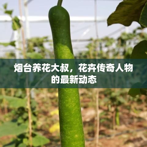 煙臺養(yǎng)花大叔，花卉傳奇人物的最新動態(tài)