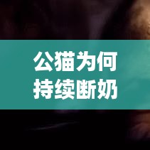 公貓為何持續(xù)斷奶？原因、后果及解決方法大解析！