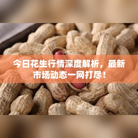 今日花生行情深度解析，最新市場(chǎng)動(dòng)態(tài)一網(wǎng)打盡！