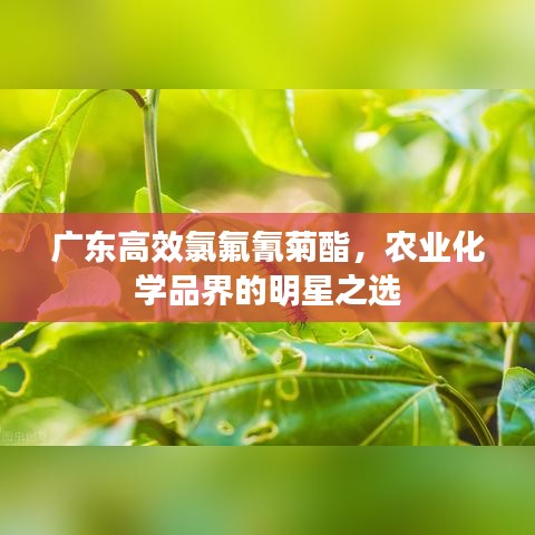 廣東高效氯氟氰菊酯，農(nóng)業(yè)化學(xué)品界的明星之選