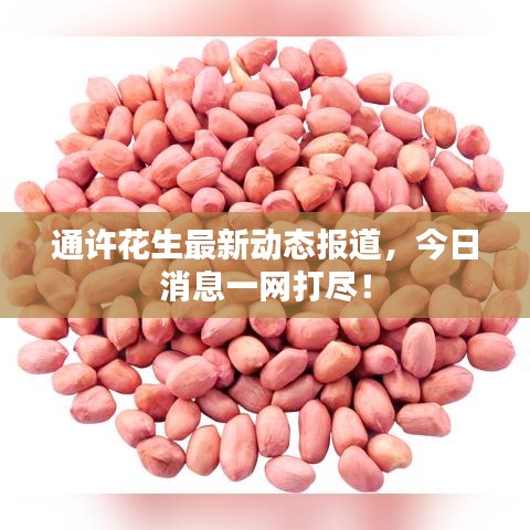 通許花生最新動態(tài)報道，今日消息一網(wǎng)打盡！