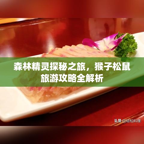 森林精靈探秘之旅，猴子松鼠旅游攻略全解析