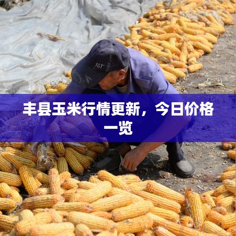 豐縣玉米行情更新，今日價(jià)格一覽